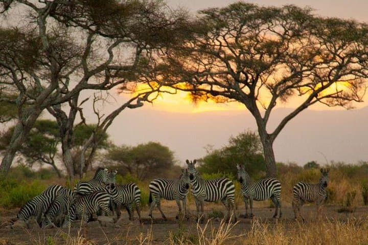 Tarangire Day Safari from Moshi: Full-Day Wildlife Drive photo 5