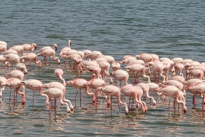 Lake Manyara Day Trip: Tree-Climbing Lions, Flamingos & Rift Valley Views photo 1