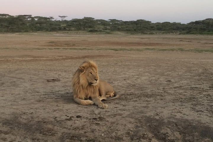 Lake Manyara Day Trip: Tree-Climbing Lions, Flamingos & Rift Valley Views photo 2