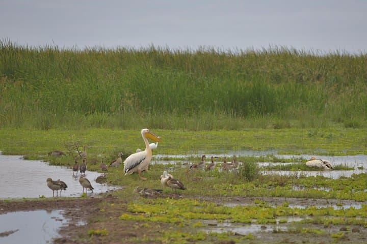 Lake Manyara Day Trip: Tree-Climbing Lions, Flamingos & Rift Valley Views photo 3