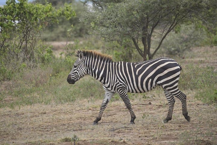 Lake Manyara Day Trip: Tree-Climbing Lions, Flamingos & Rift Valley Views photo 4