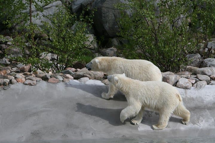 Private Guided Ranua Wildlife Park Tour from Rovaniemi — Arctic Animals & Lunch photo 5