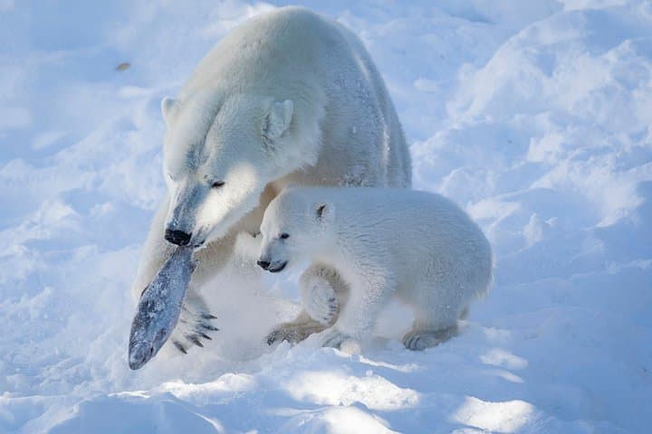 Private Guided Ranua Wildlife Park Tour from Rovaniemi — Arctic Animals & Lunch
