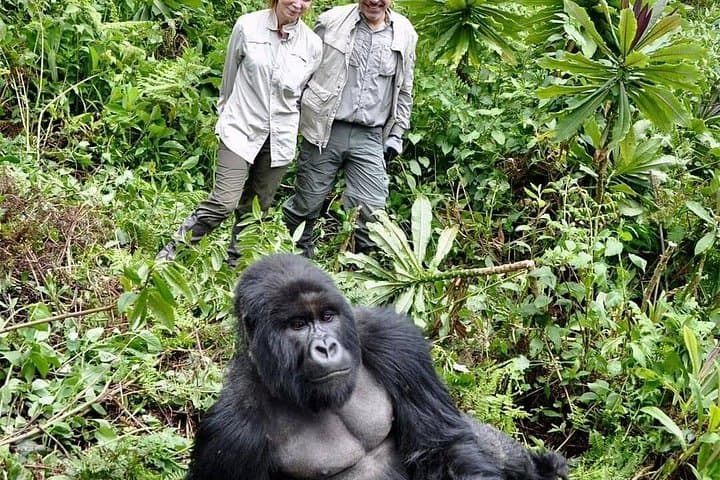 Gorillas & Golden Monkeys: 3-Day Volcanoes National Park Trek from Kigali photo 4