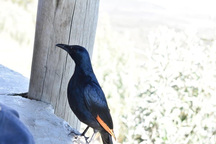 Mount Longonot Day Hike: Crater Rim Trek Near Naivasha photo 3