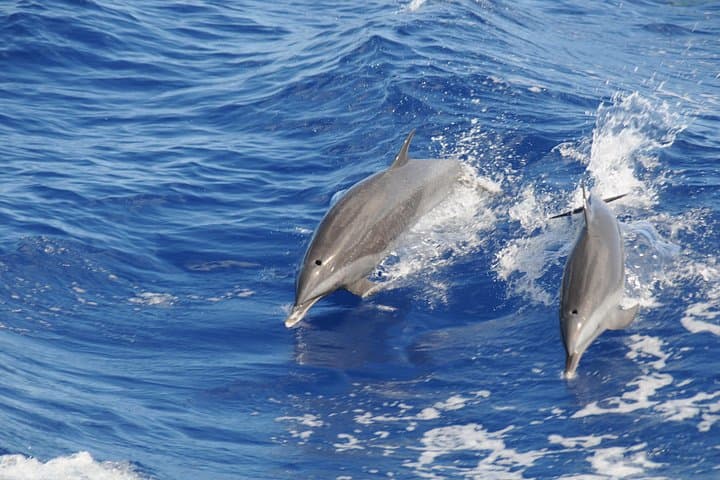 St. Lucia Whale Watching & Dolphin Spotting Cruise from North Island photo 2