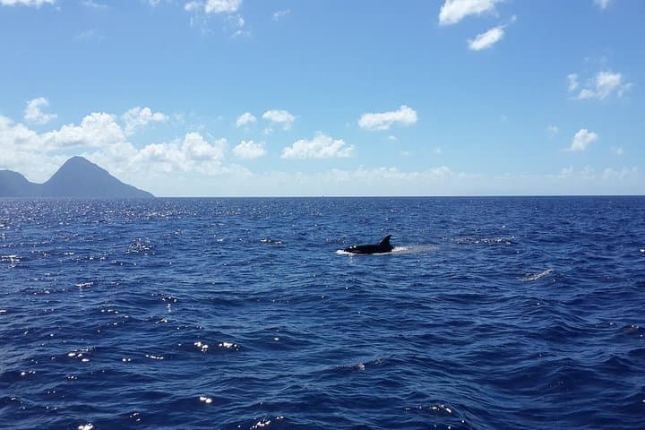 St. Lucia Whale Watching & Dolphin Spotting Cruise from North Island photo 4