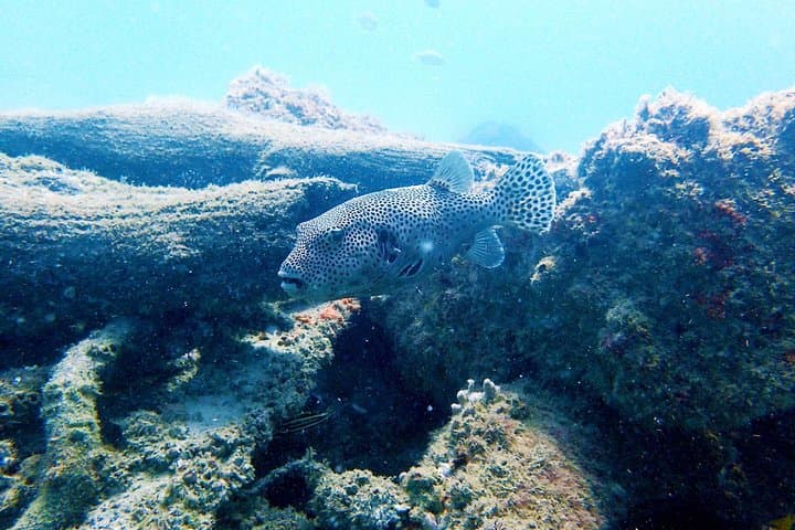 Wave Break Island Snorkel Tour — Calm-Water Fish Feeding on the Gold Coast photo 6