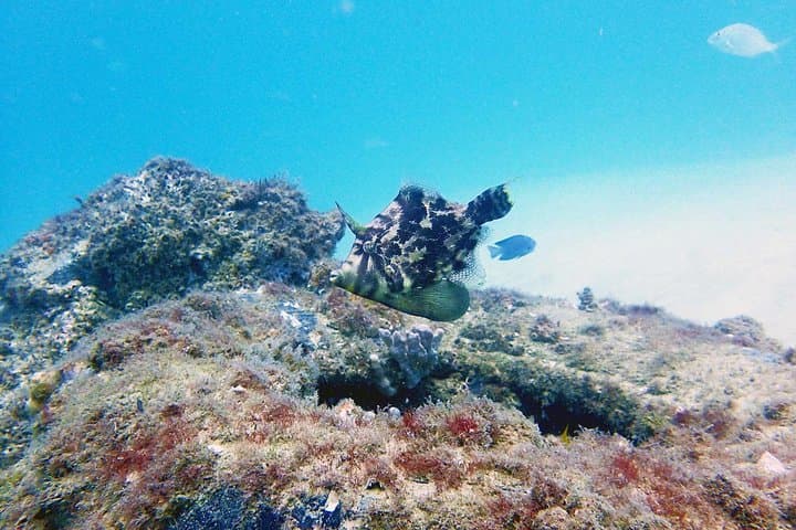 Wave Break Island Scuba Diving: Intro Dives & Fish Feeding on the Gold Coast