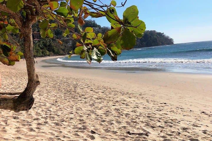 Jaco Highlights Tour: Carara Rainforest, Tarcoles River Cruise & Beachfront Lunch photo 3
