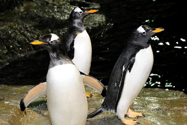 Central Park Zoo Tickets & 4D Theater: What to Know Before You Go