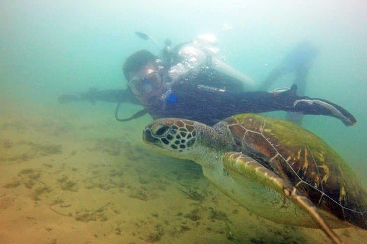 Wave Break Island Snorkel Tour — Calm-Water Fish Feeding on the Gold Coast photo 5