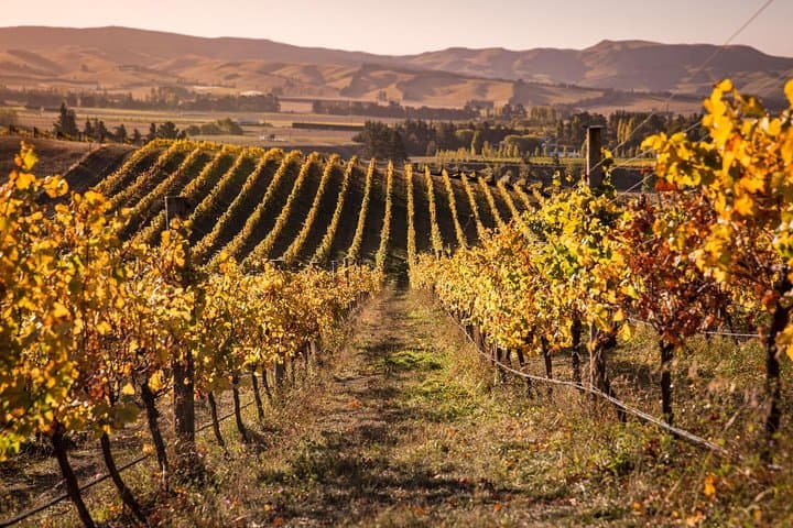 Waipara Wine Trail: Afternoon Wine Tasting Tour from Christchurch photo 3