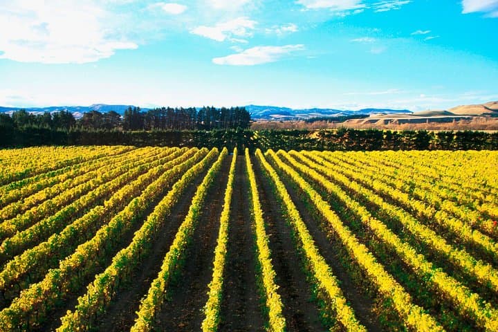 Waipara Wine Trail: Afternoon Wine Tasting Tour from Christchurch photo 4