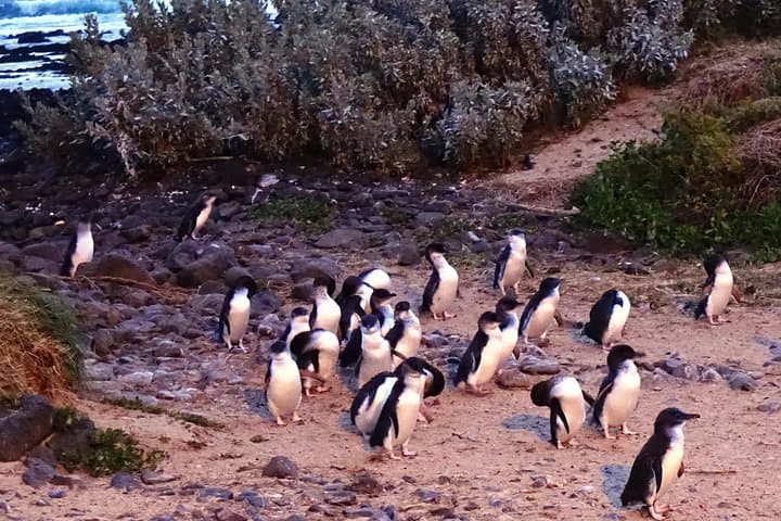 Private Phillip Island Wildlife & Penguin Parade Experience