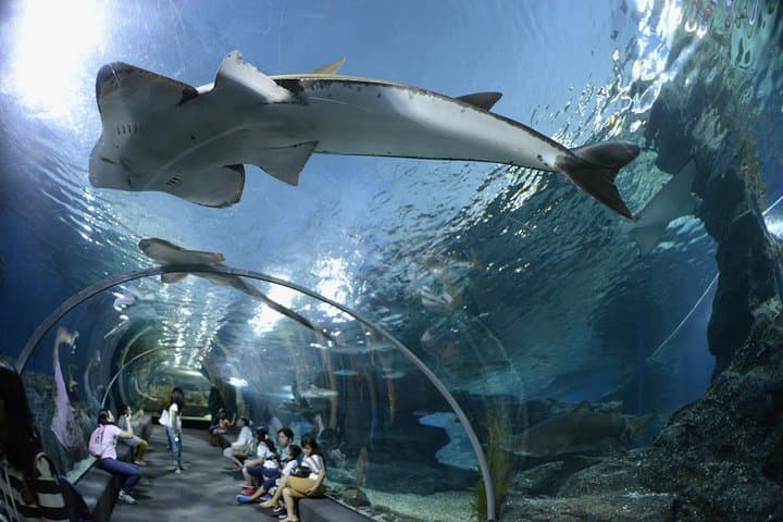 Pattaya Underwater World Aquarium Tickets — 100m Tunnel, Touch Pool & Marine Zones photo 3