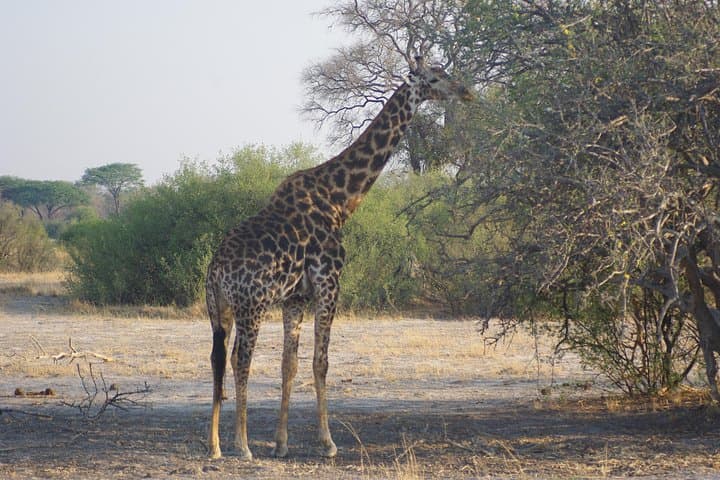 4-Day Hwange Safari: Game Drives & Iganyana Tented Camp