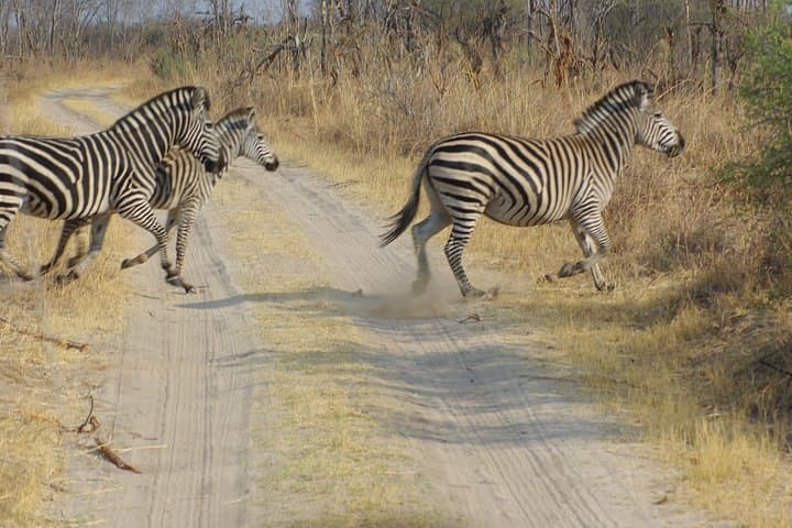 4-Day Hwange Safari: Game Drives & Iganyana Tented Camp photo 2