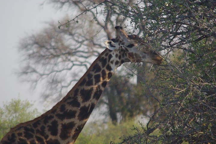 4-Day Hwange Safari: Game Drives & Iganyana Tented Camp photo 3