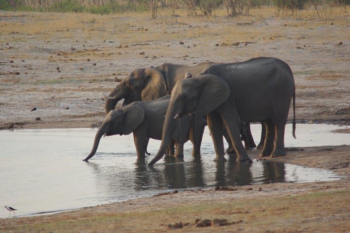 4-Day Hwange Safari: Game Drives & Iganyana Tented Camp photo 4