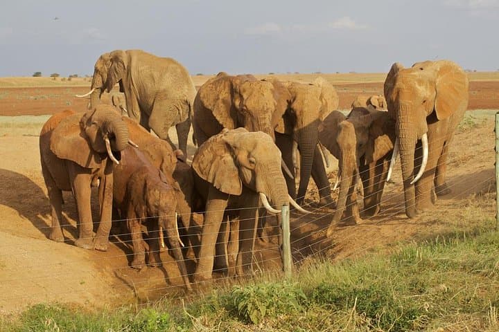 5-Day Amboseli and Tsavo Safari — Kilimanjaro Views & Red Elephants photo 1