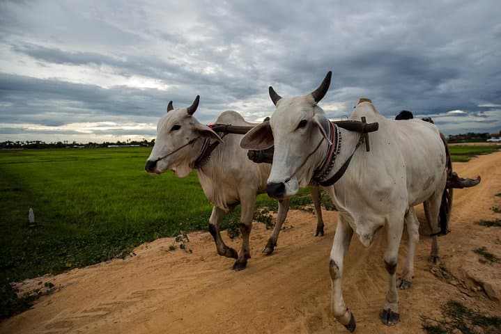 Siem Reap Village Homestay: 2-Day Lifestyle Tour with Tree Planting & Ox-Cart Rides photo 2