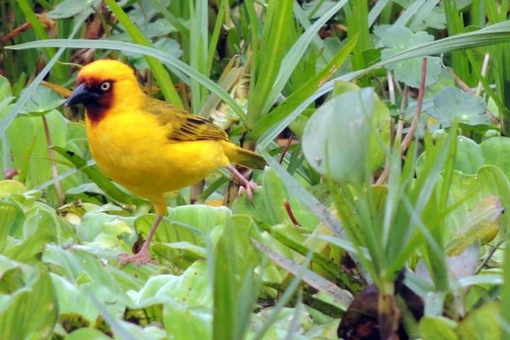 Entebbe Botanical Gardens Birding: Full-Day Lake Victoria Bird Watching Tour photo 2