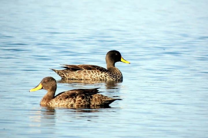 Entebbe Botanical Gardens Birding: Full-Day Lake Victoria Bird Watching Tour photo 3