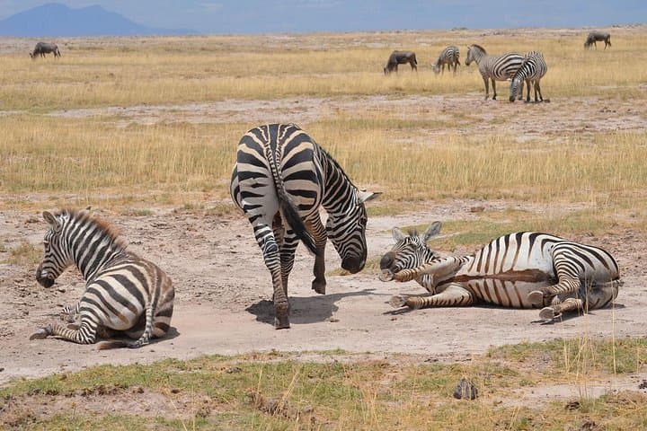 Amboseli, Lake Naivasha & Maasai Mara: 5-Day Camping Safari Guide