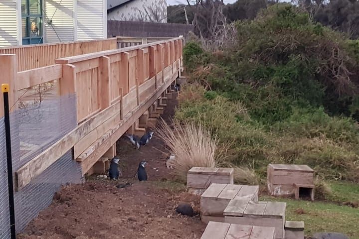 Private Phillip Island Wildlife & Penguin Parade Experience photo 2