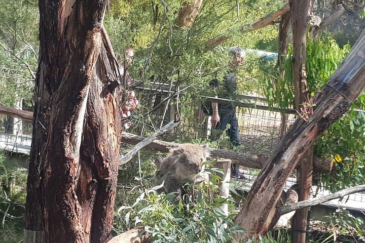 Private Phillip Island Wildlife & Penguin Parade Experience photo 6