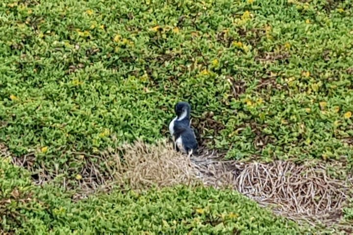Private Phillip Island Wildlife & Penguin Parade Experience photo 4