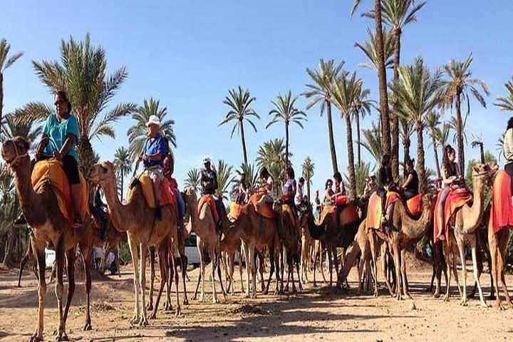 Private 1-Hour Camel Ride in Marrakech Palmeraie — Tea Break & Photo Stops photo 2