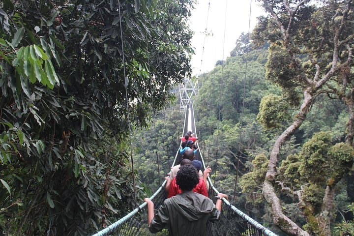 Nyungwe Canopy Walkway: 1-Day Canopy Walk and Forest Tour in Rwanda