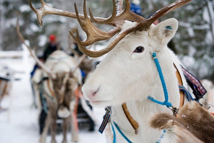 Lapland Reindeer Safari from Rovaniemi: 2-Hour Sled Ride & Reindeer Farm Visit photo 2