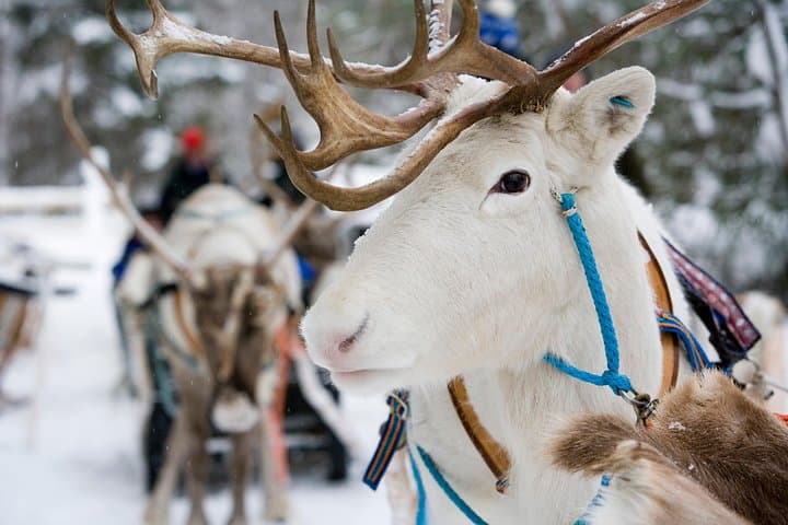 Lapland Reindeer and Husky Safari from Rovaniemi — Reindeer Sled & Husky Ride photo 2