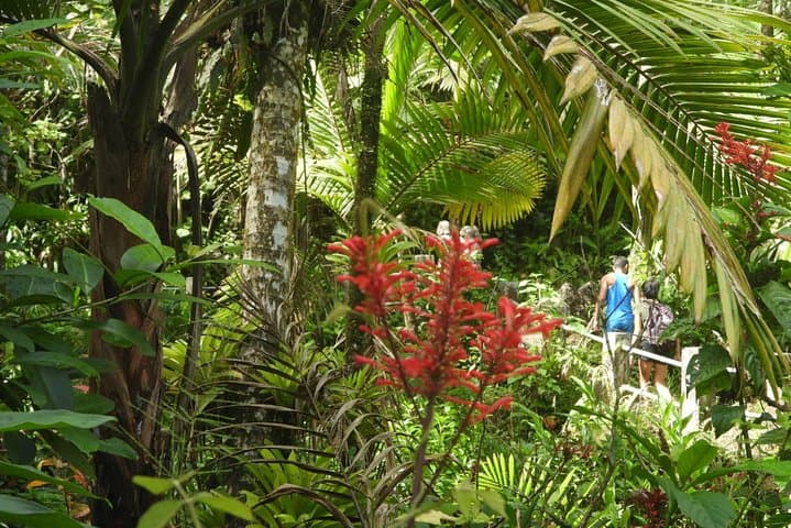 El Yunque Rainforest Nature Walk & Luquillo Beach Combo — Day Tour from San Juan photo 2
