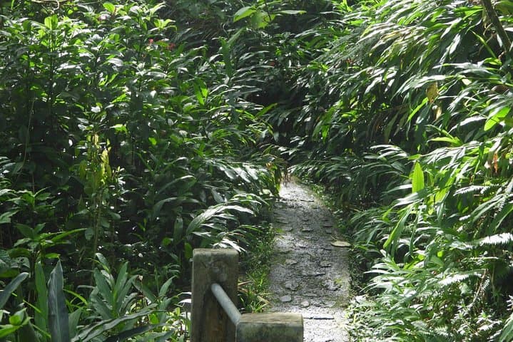 El Yunque Rainforest Nature Walk & Luquillo Beach Combo — Day Tour from San Juan photo 3