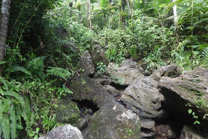 El Yunque Rainforest Nature Walk & Luquillo Beach Combo — Day Tour from San Juan photo 4