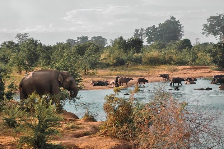 Small Miracle: 15-Day Sri Lanka Circuit from Cultural Triangle to Southern Beaches photo 4