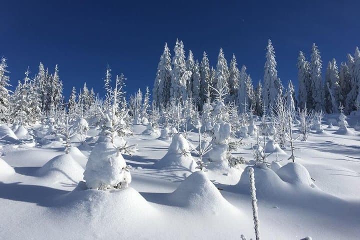 Snowshoeing Vitosha: Full-Day Winter Loop from Sofia photo 5