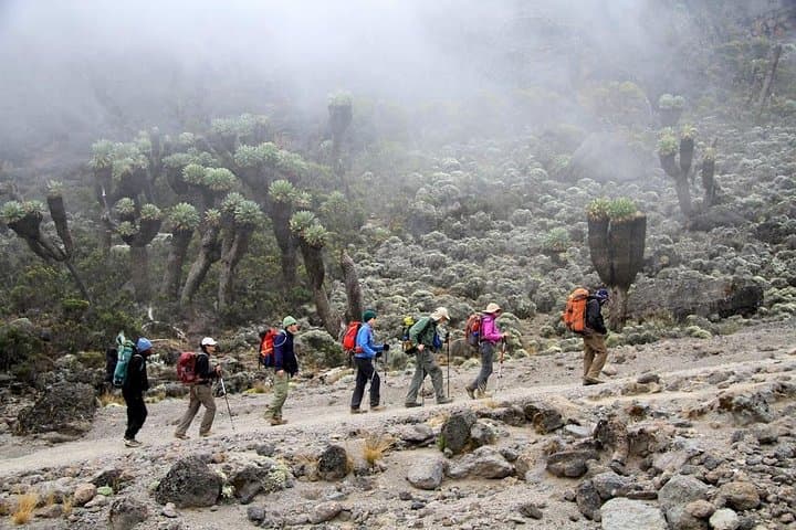 Climb Mount Kilimanjaro: Rongai Route 7-Day Trek from Moshi
