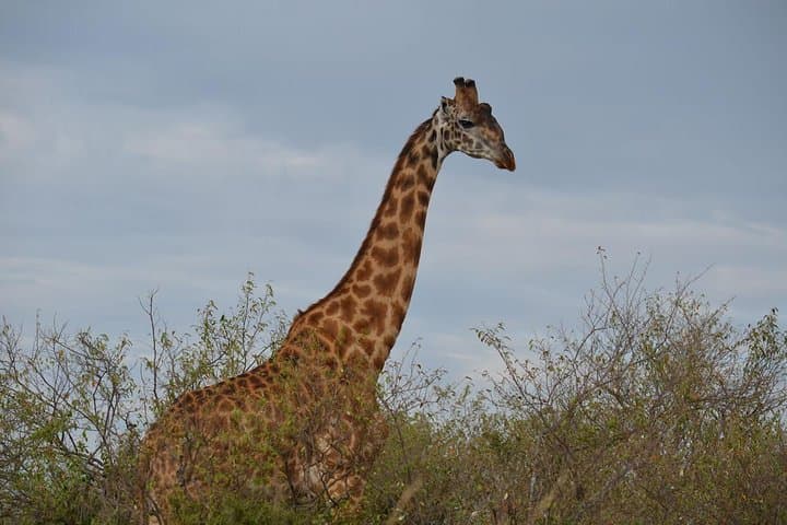7-Day Kenya Safari: Samburu, Aberdare, Lake Nakuru & Maasai Mara Wildlife Tour