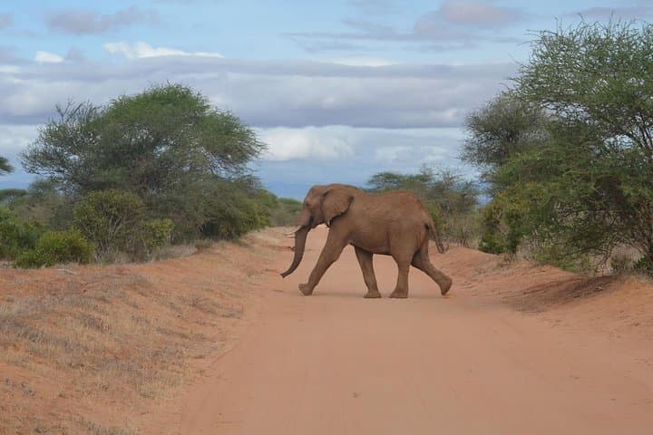 6-Day Amboseli to Tsavo Safari: Mt. Kilimanjaro, Red Elephants & Mzima Springs photo 4