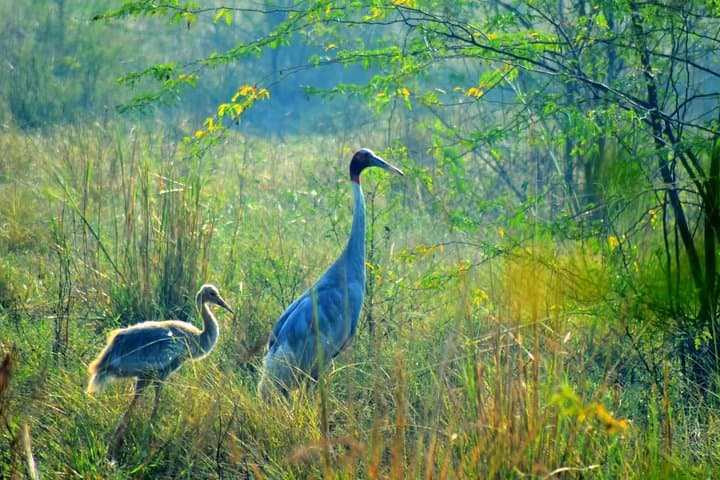 Bharatpur Keoladeo Bird Sanctuary Day Trip from Delhi — Private Guided Excursion photo 3