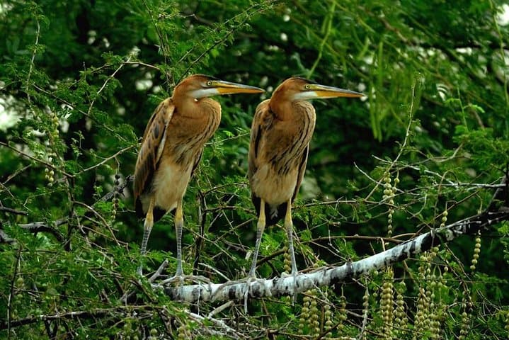 Bharatpur Keoladeo Bird Sanctuary Day Trip from Delhi — Private Guided Excursion photo 4