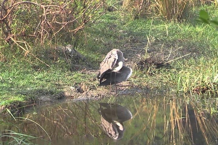 Bharatpur Keoladeo Bird Sanctuary Day Trip from Delhi — Private Guided Excursion photo 5