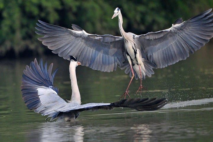 Bharatpur Keoladeo Bird Sanctuary Day Trip from Delhi — Private Guided Excursion photo 6
