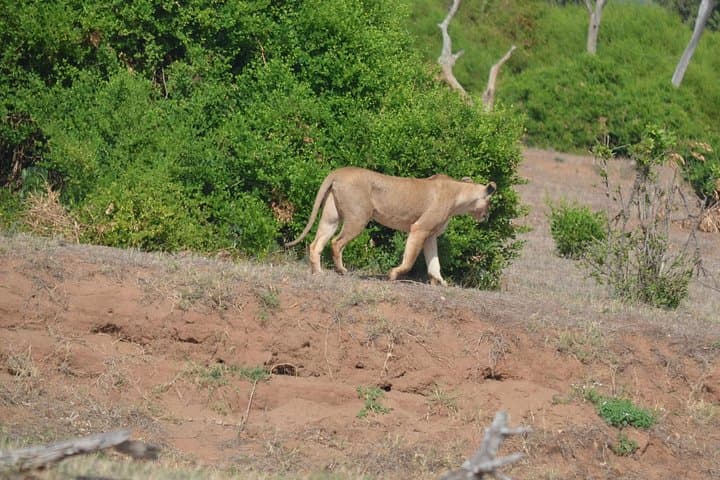6-Day Amboseli to Tsavo Safari: Mt. Kilimanjaro, Red Elephants & Mzima Springs