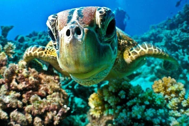 Sharm El Naga Full-Day Snorkeling from Hurghada — Coral Reefs & Quiet Bays photo 3